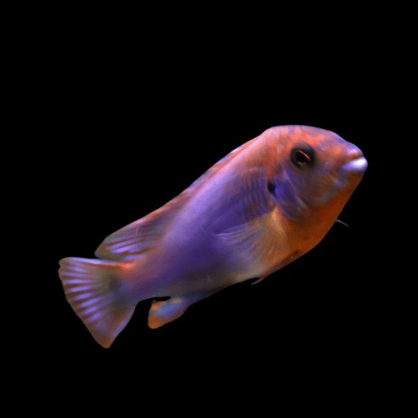 Pseudotropheus Melanochromis Brevis Malawi African Cichlid