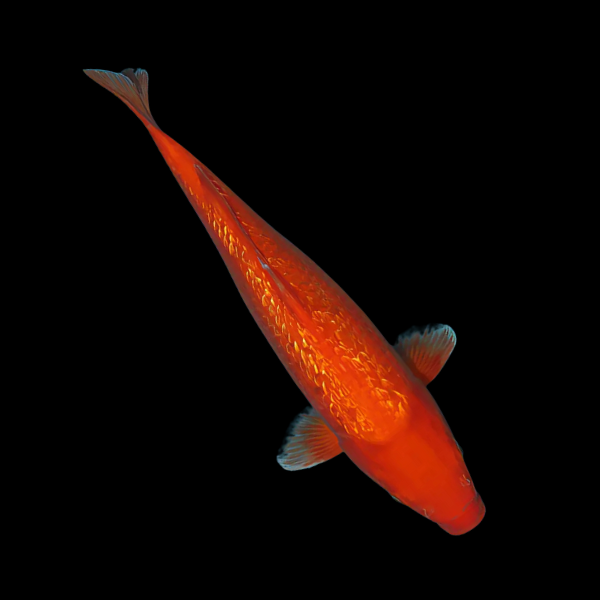 Metallic Orange Classic Koi Carp Cyprinus Carpio