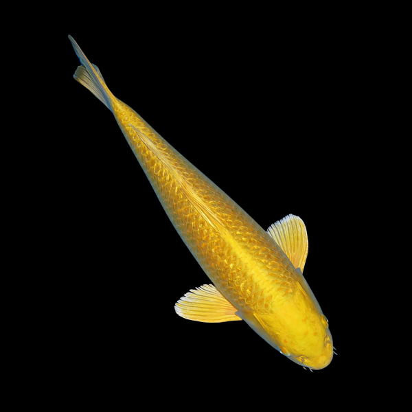 Metallic Gold Classic Koi Carp Cyprinus Carpio