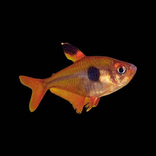 Metallic Brilliant Serpea Tetra Hyphessobrycon Eques 2cm