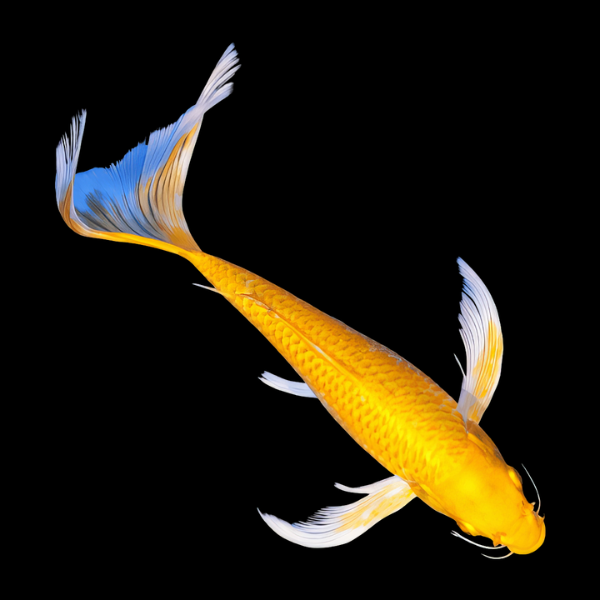 Metallic Gold Butterfly Grade A Koi Carp Cyprinus Carpio