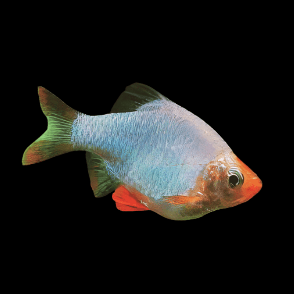 Metallic Platinum Green Tiger Barb Puntius Tetrazona 3cm