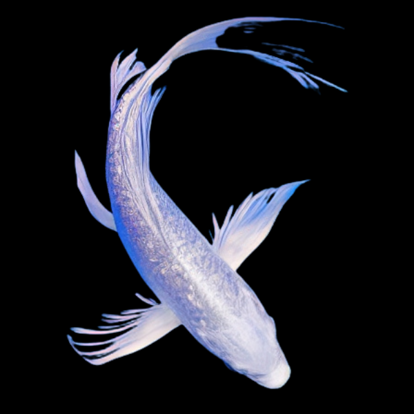 Metallic White Butterfly Grade A Koi Carp Cyprinus Carpio