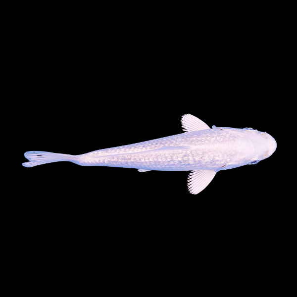 Metallic White Japanese Koi Carp Cyprinus Carpio