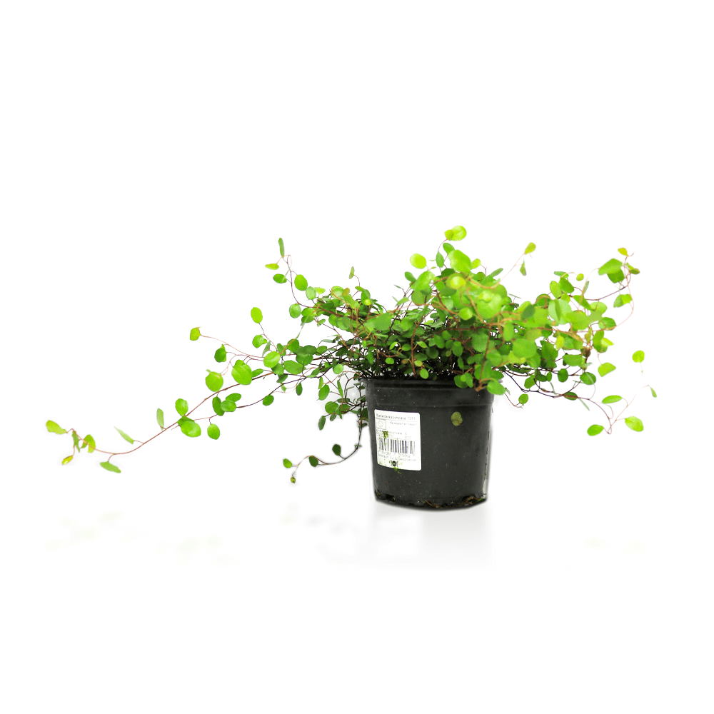 Maidenhair vine, Muehlenbeckia complexa