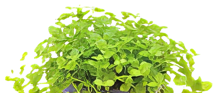 Five Potted Plants Monte Carlo Plant Micranthemum Monte Carlo
