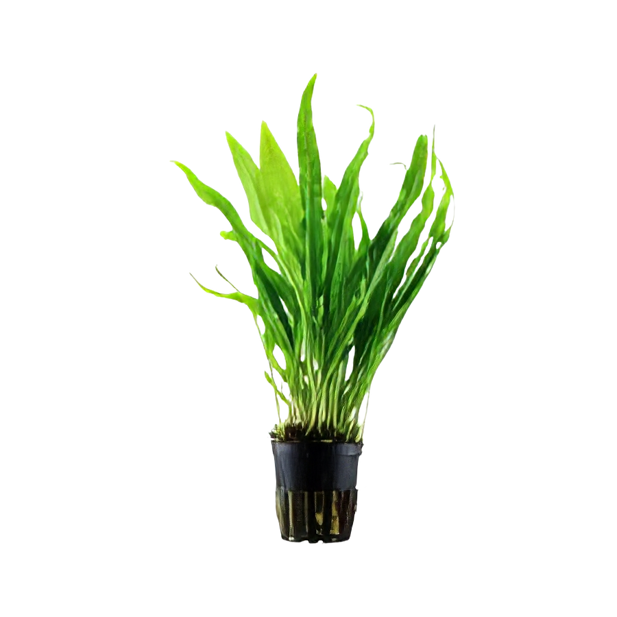 Five Potted Plants Narrow Leaf Java Fern Plant Microsorium Pteropus