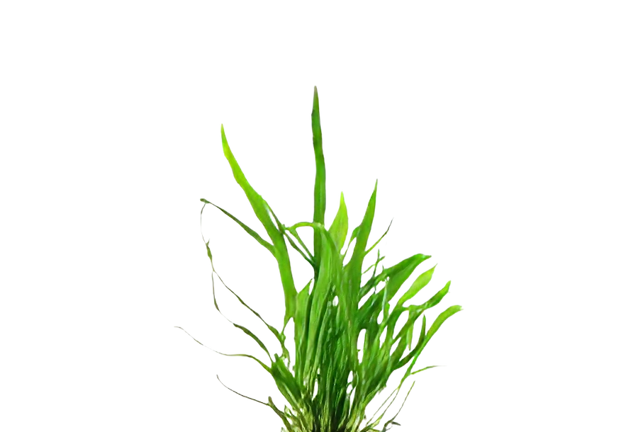 Five Bunched Plants Narrow Leaf Java Fern Plant Microsorium Pteropus