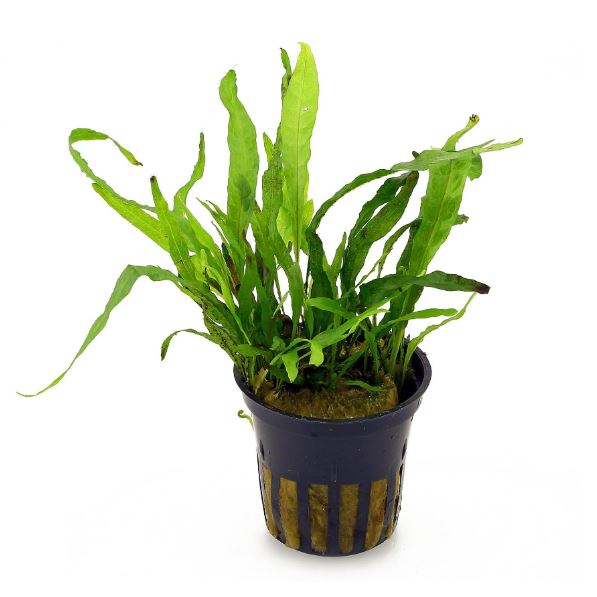 Tropica Microsorum pteropus 'Narrow' Live Aquatic Plant Pot