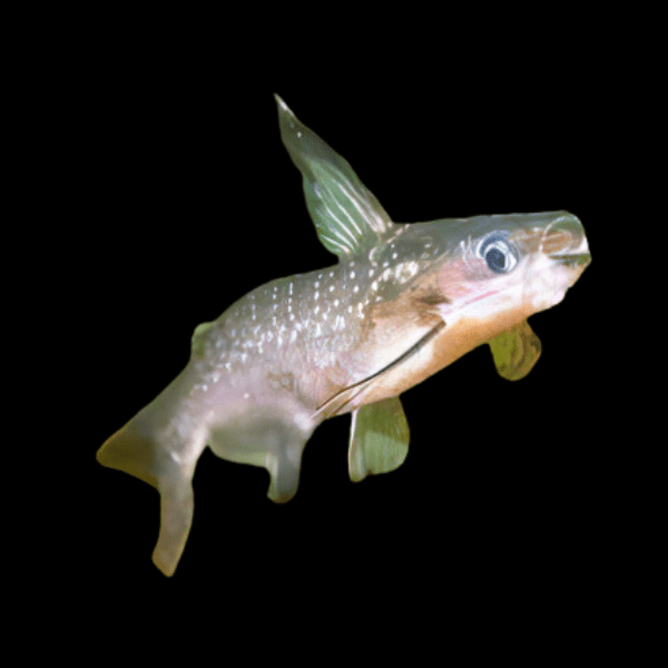 Midnight Catfish Auchenipterichthys Coracoideus 10cm