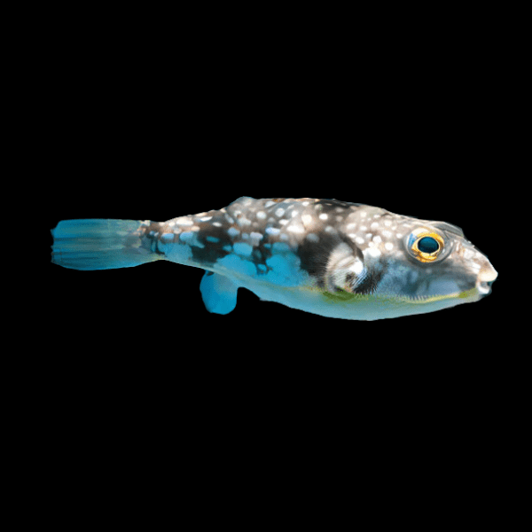 Milk Spotted Pufferfish Chelonodon Patoca 6cm