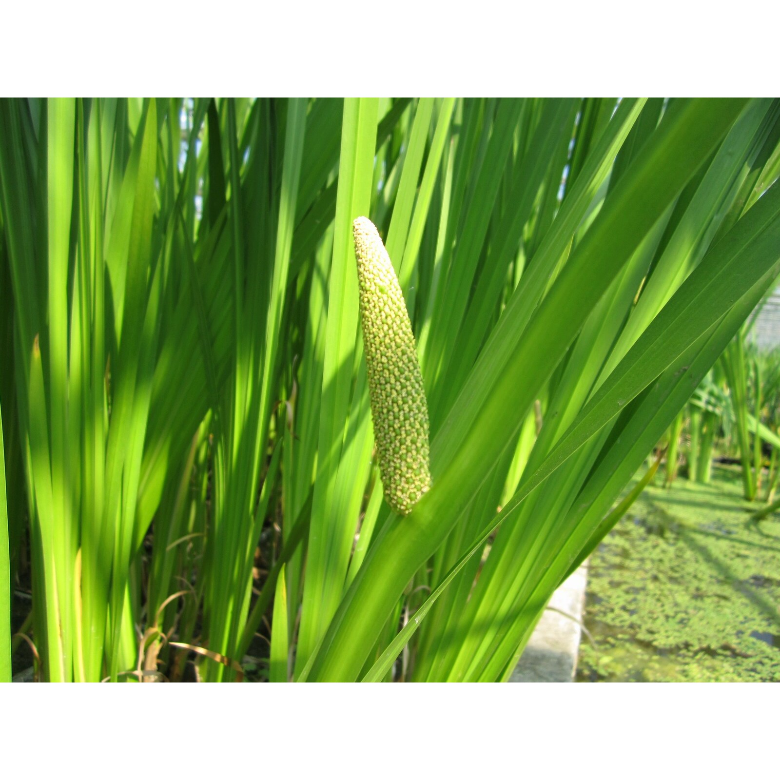 Swell UK Acorus calamus