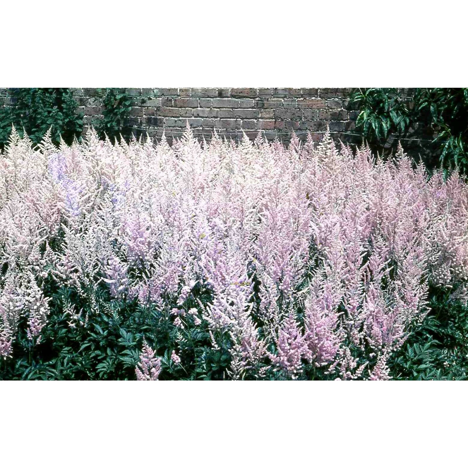 Swell UK Astilbe