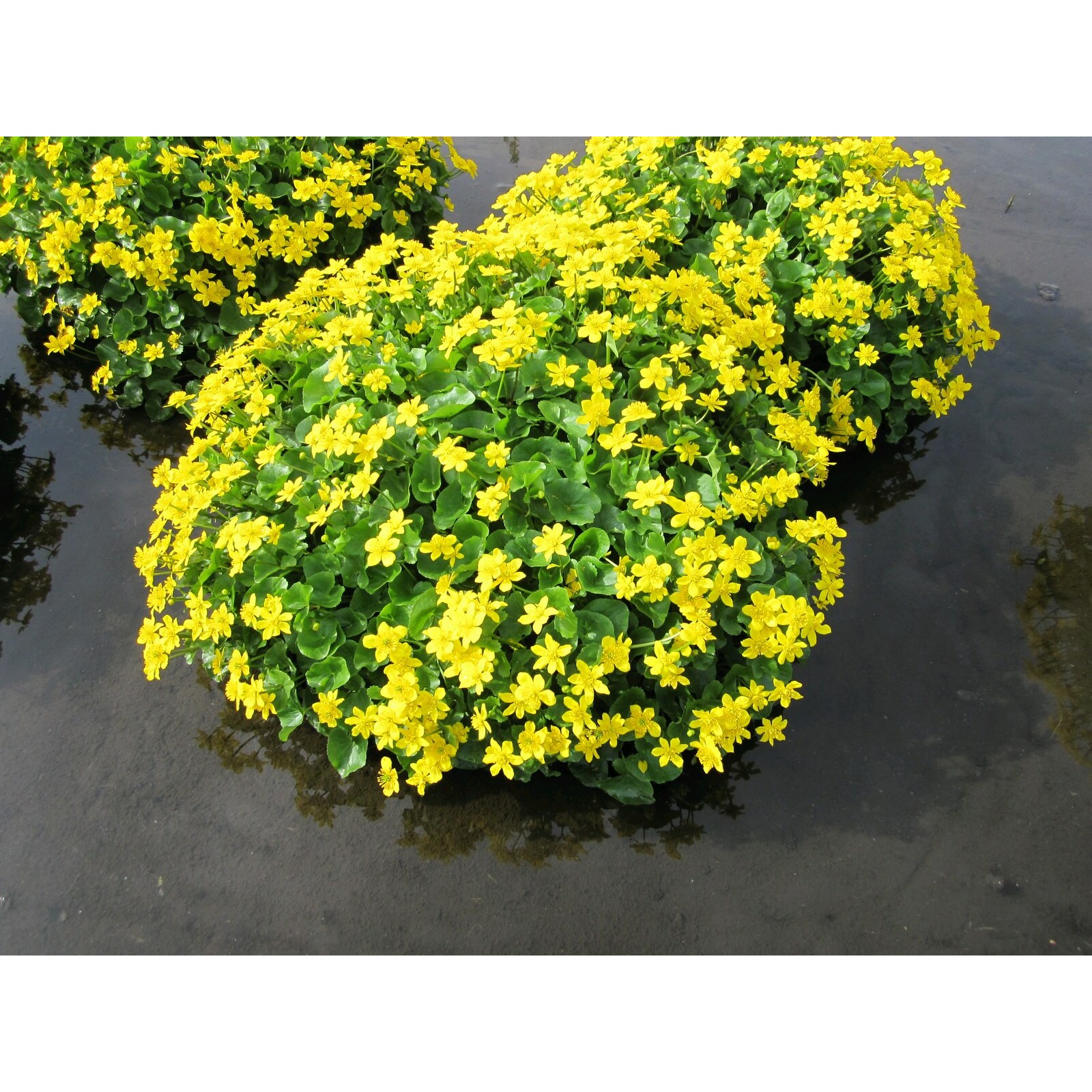 Swell UK Caltha palustris