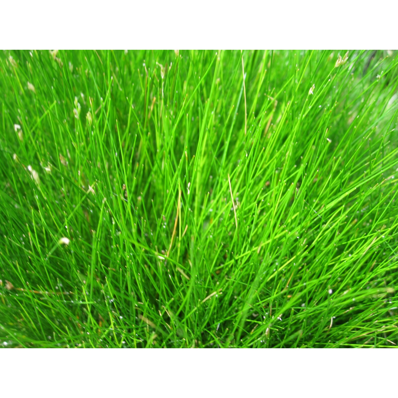 Swell UK Eleocharis acicularis