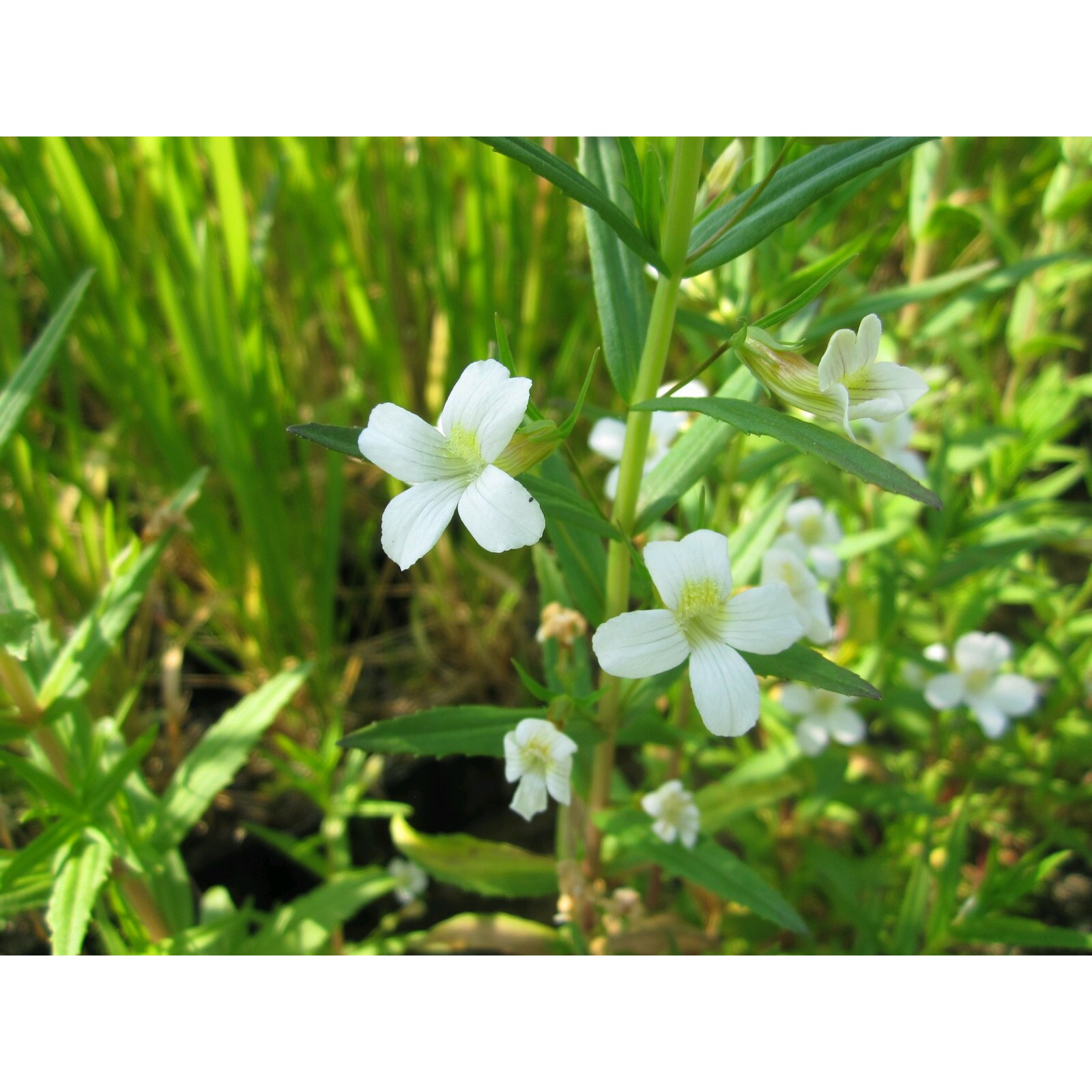 Swell UK Gratiola officinalis