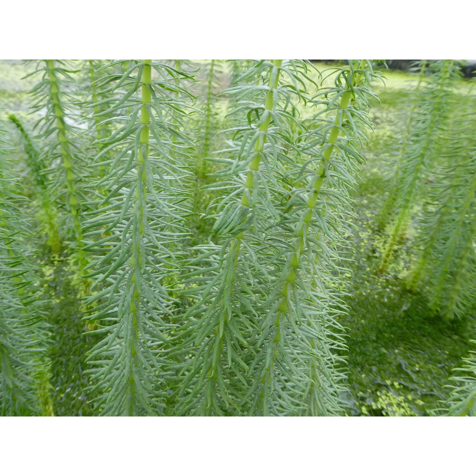Swell UK Hippuris vulgaris