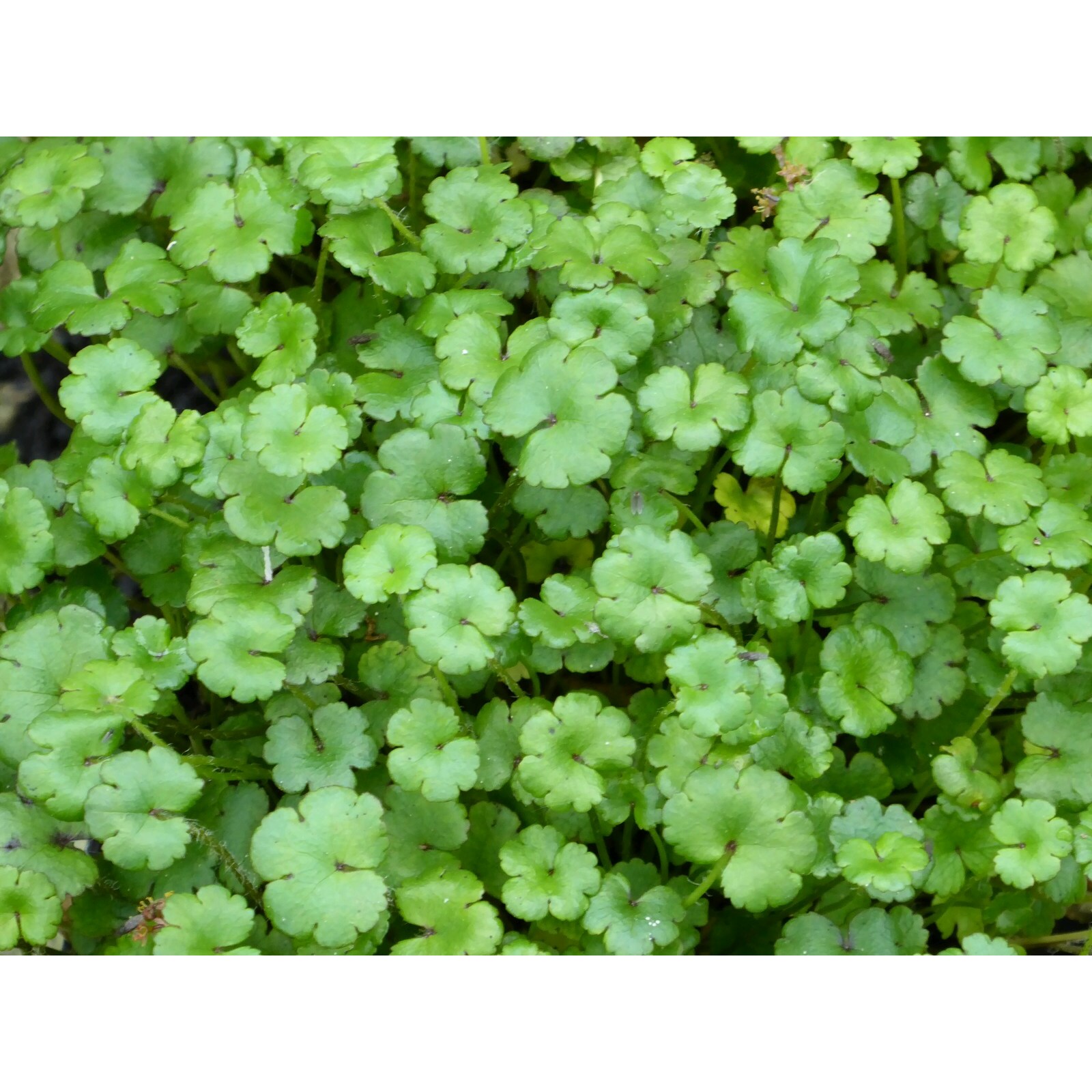 Swell UK Hydrocotyle nova zealand