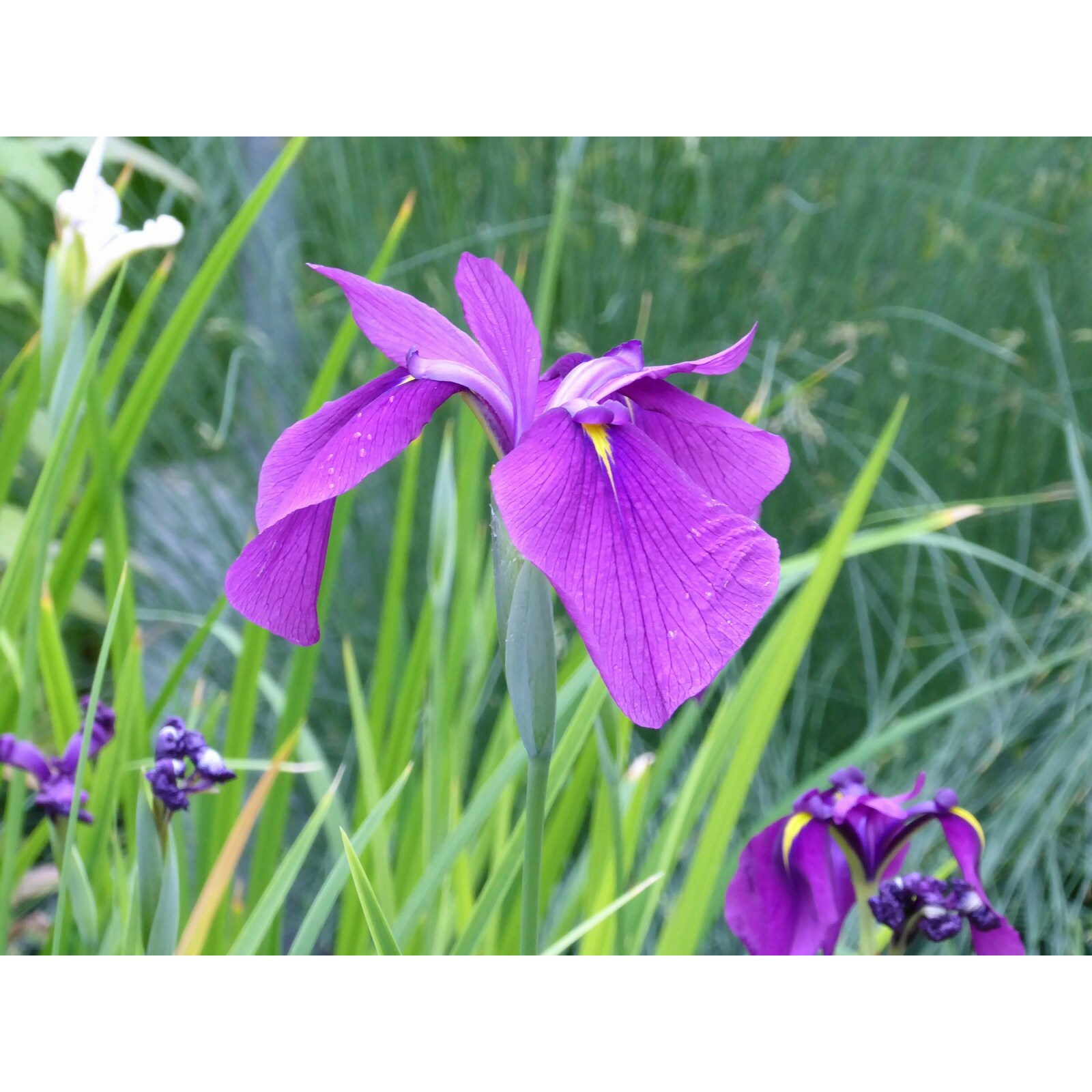 Swell UK Iris ensata