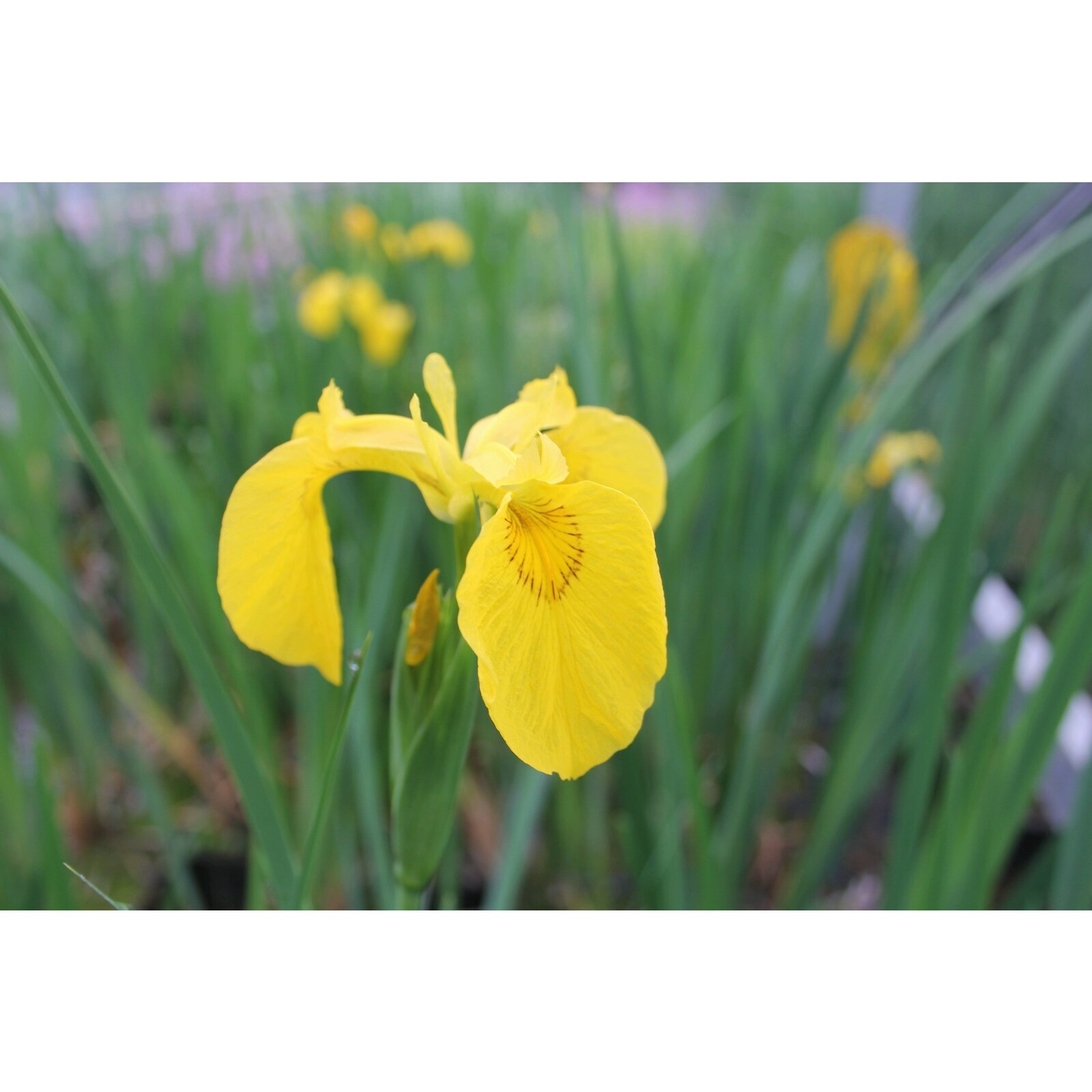Swell UK Iris pseudacorus