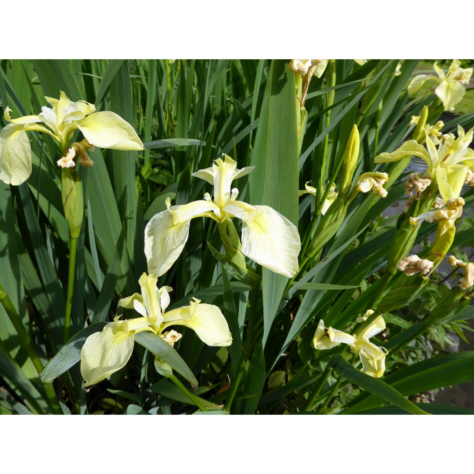Swell UK Iris pseudacorus bastardii