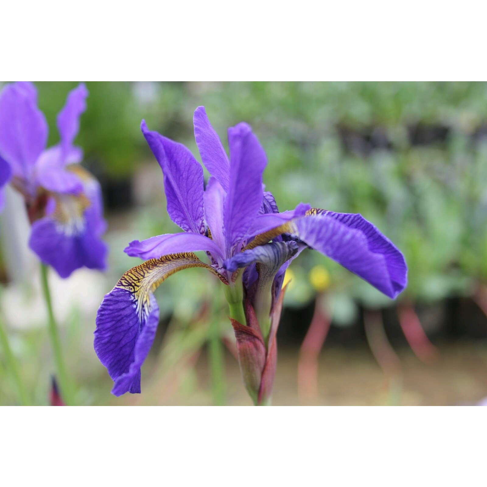 Swell UK Iris sibirica