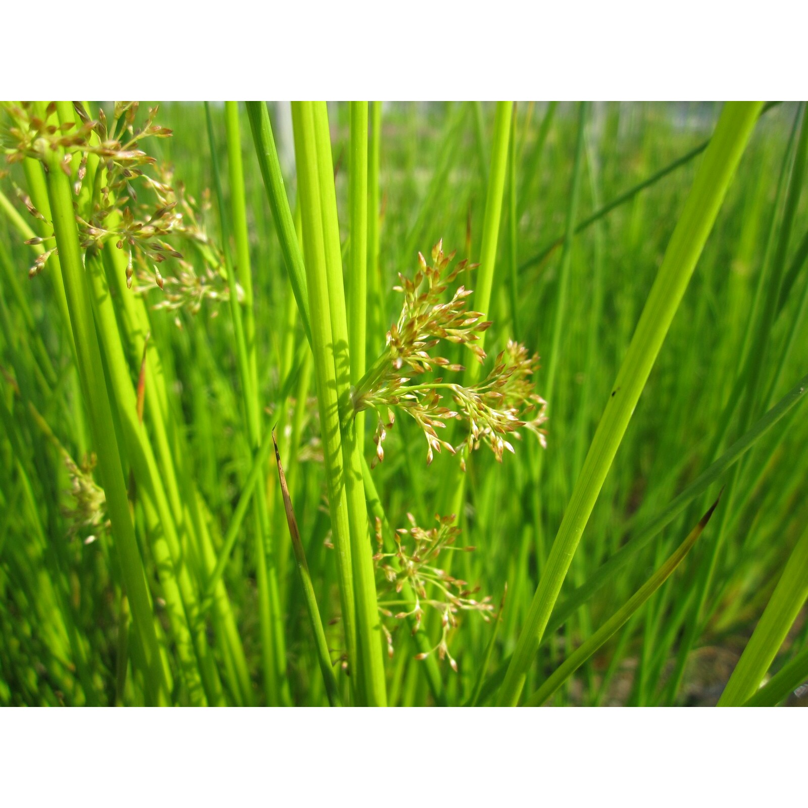 Swell UK Juncus effusus