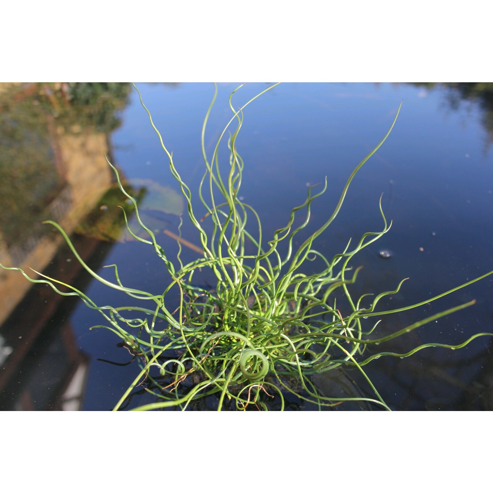 Swell UK Juncus effusus spiralis