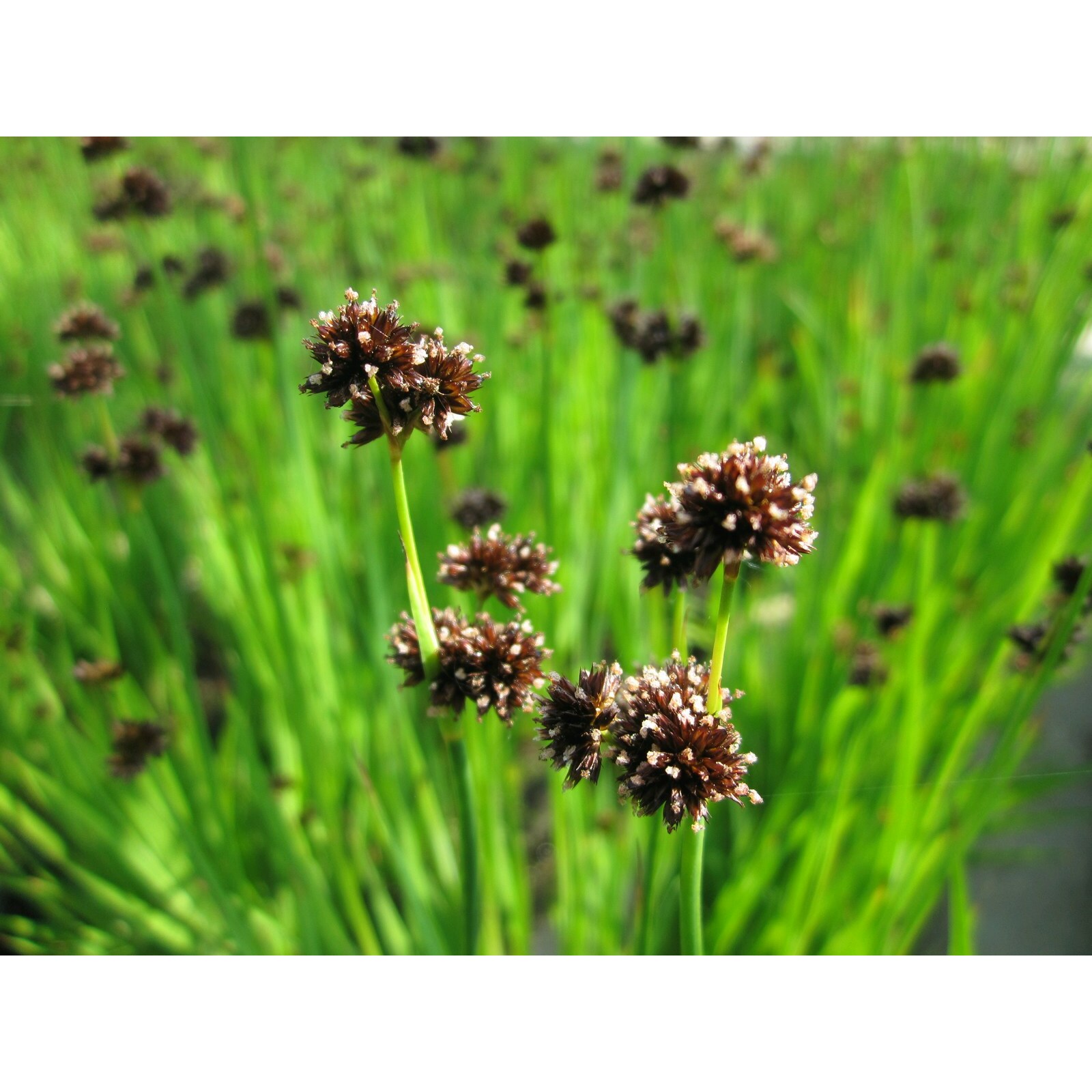 Swell UK Juncus ensifolius