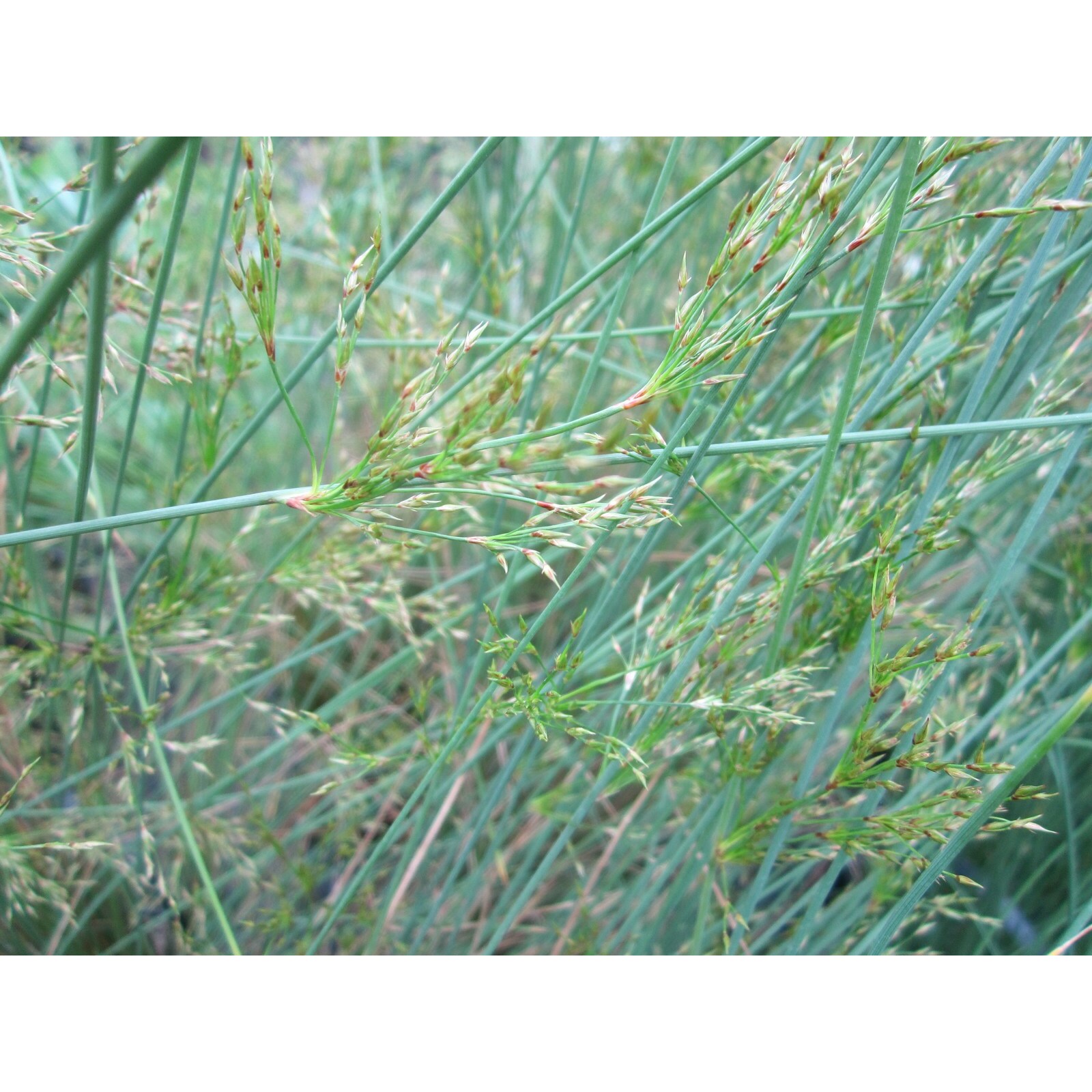 Swell UK Juncus inflexus
