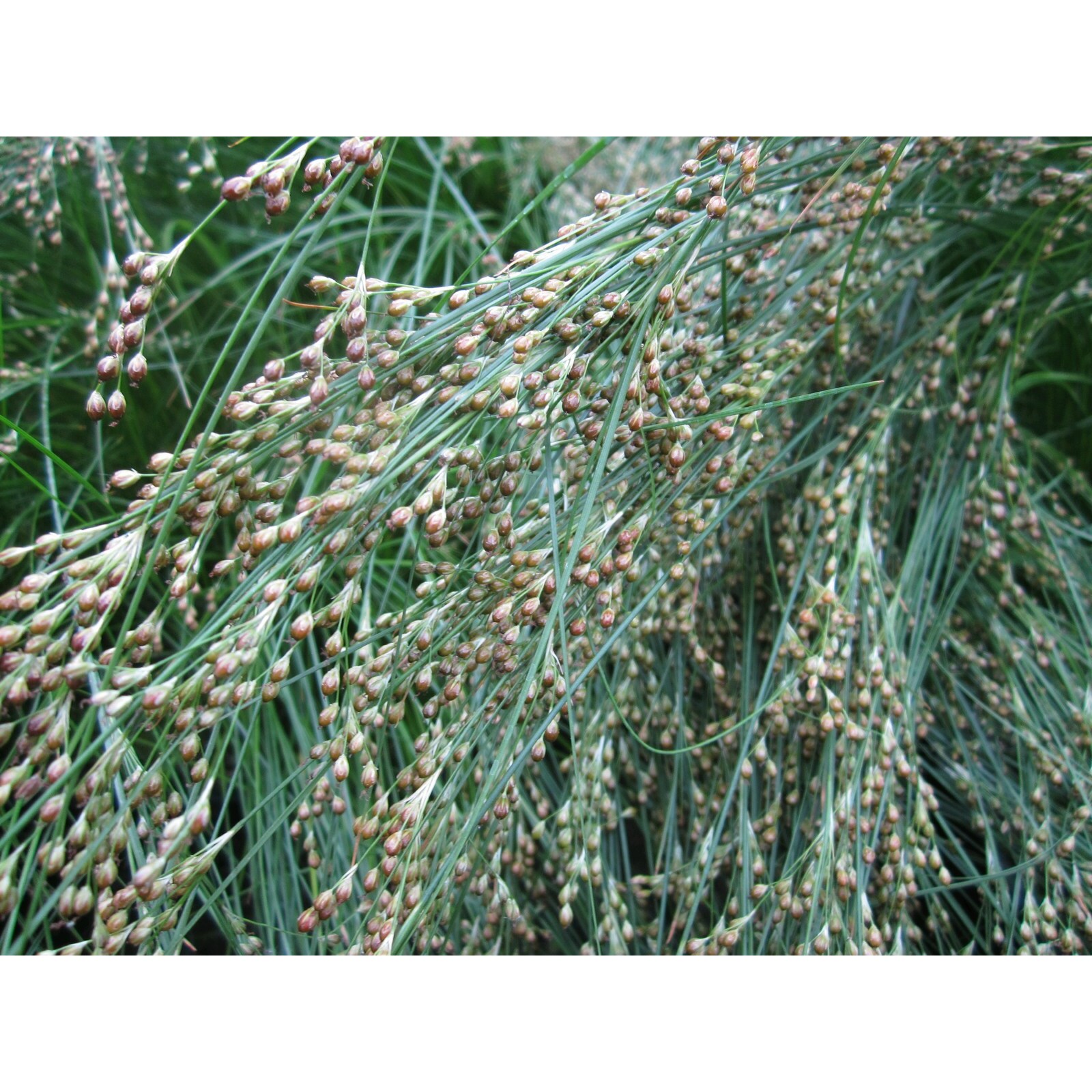 Swell UK Juncus maritimus