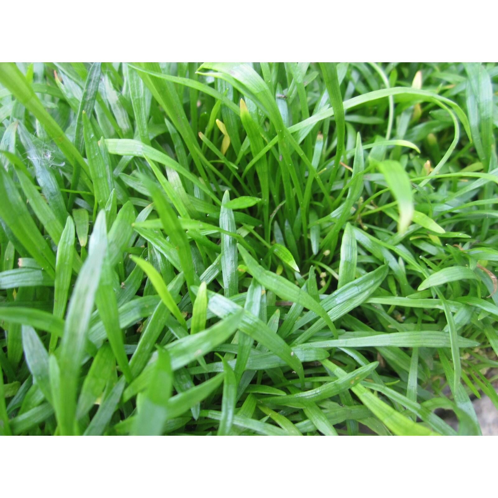 Swell UK Lilaeopsis brasiliensis