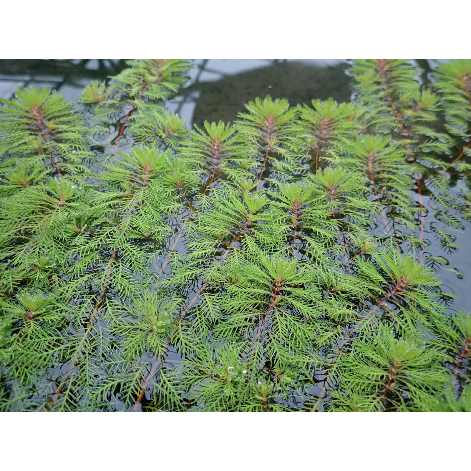 Swell Myriophyllum red stem