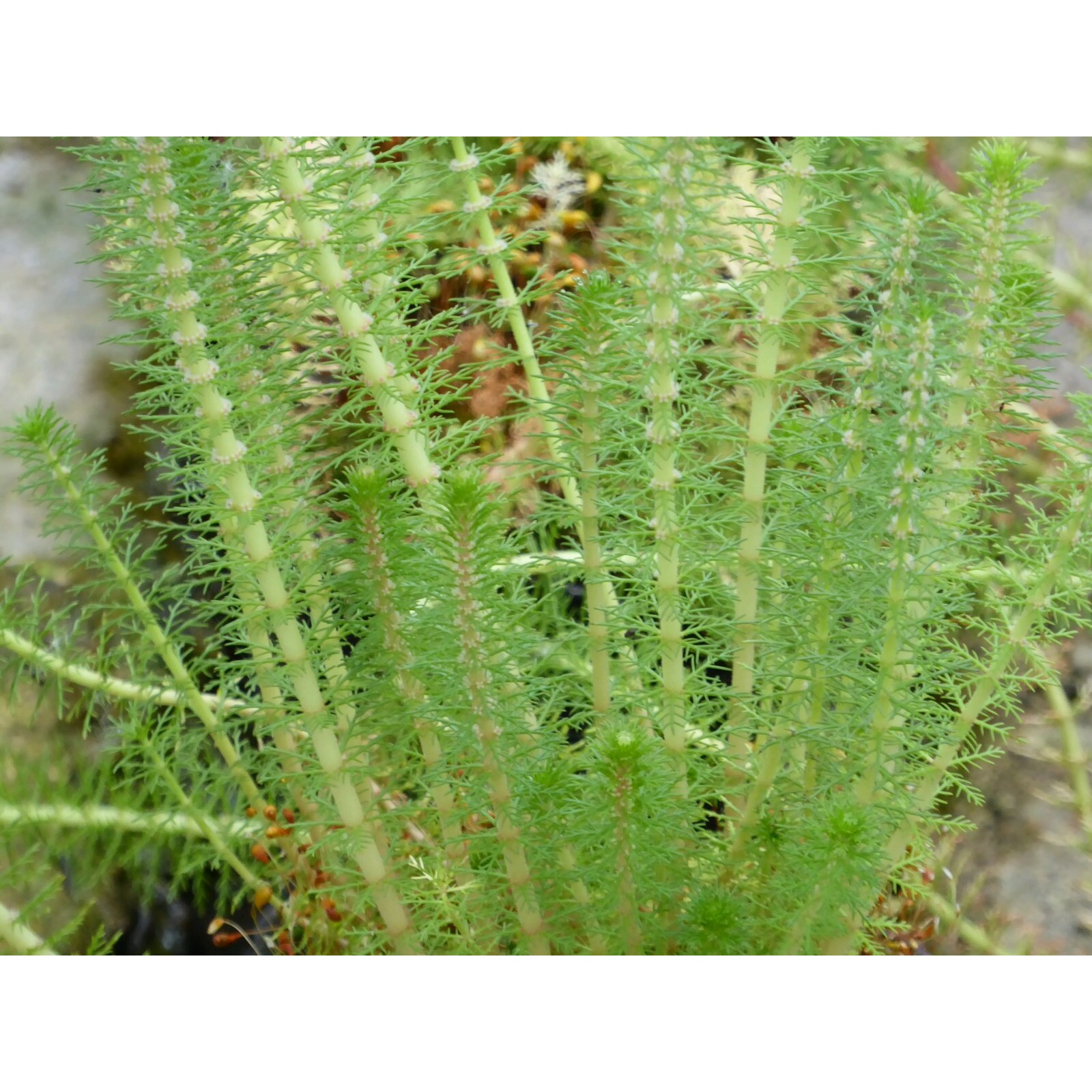 Swell UK Myriophyllum crispatum