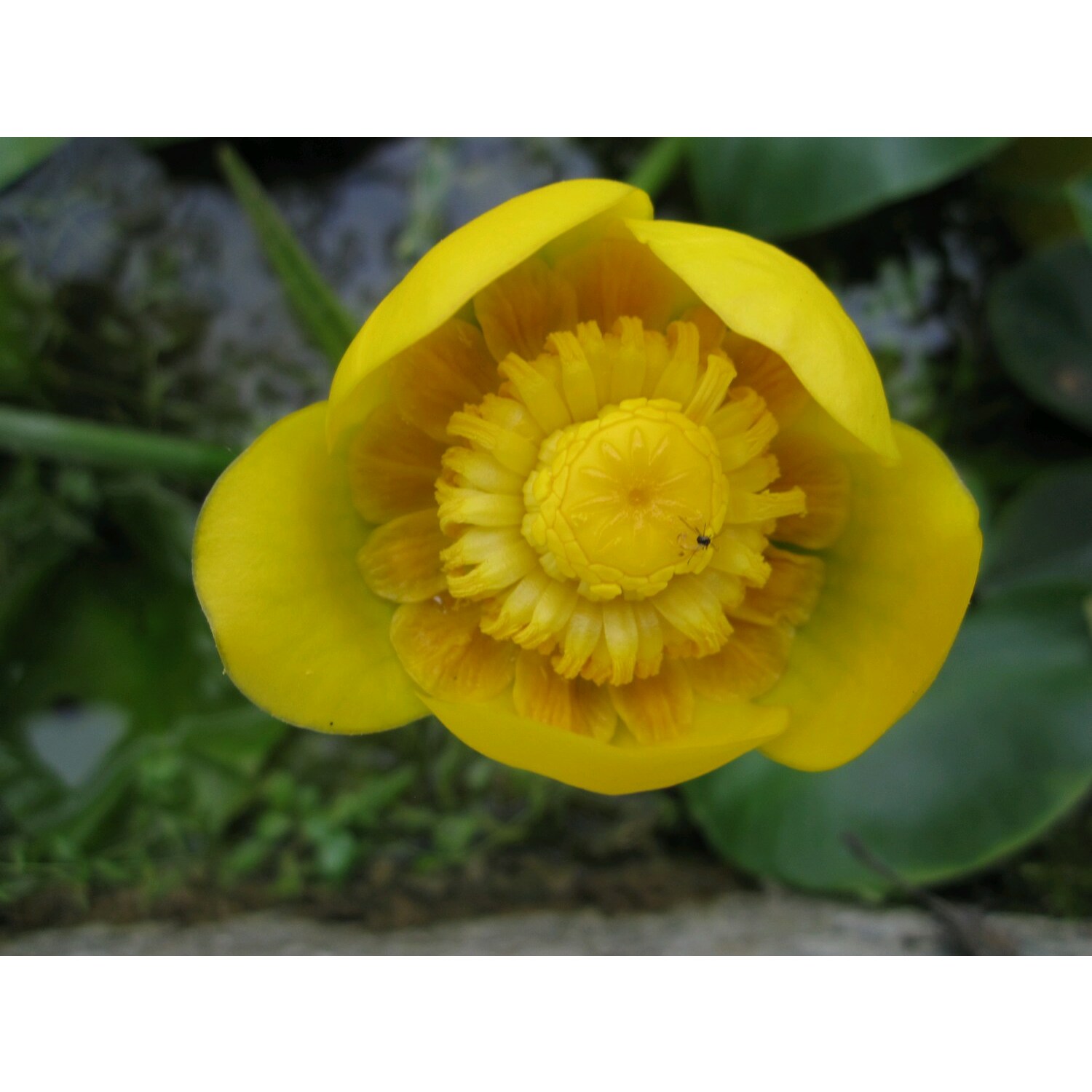 Swell UK Nuphar lutea