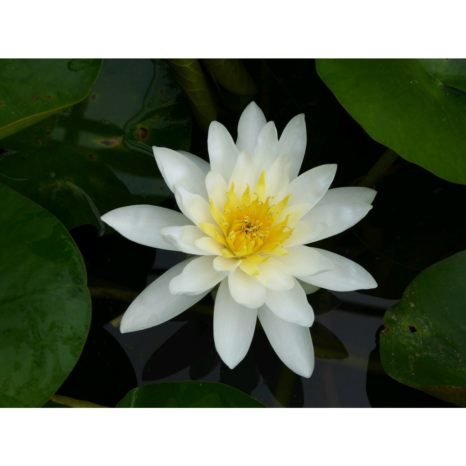 Swell UK N. Marliacea Albida