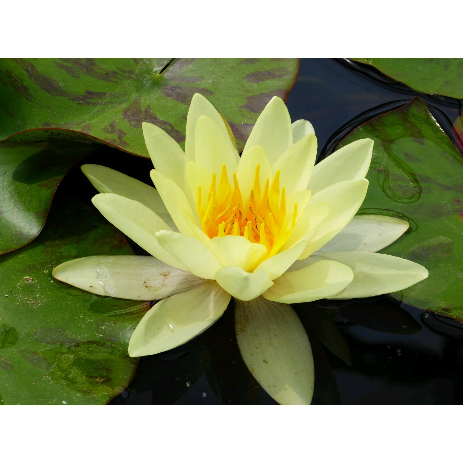 Swell UK N. Marliacea Chromatella