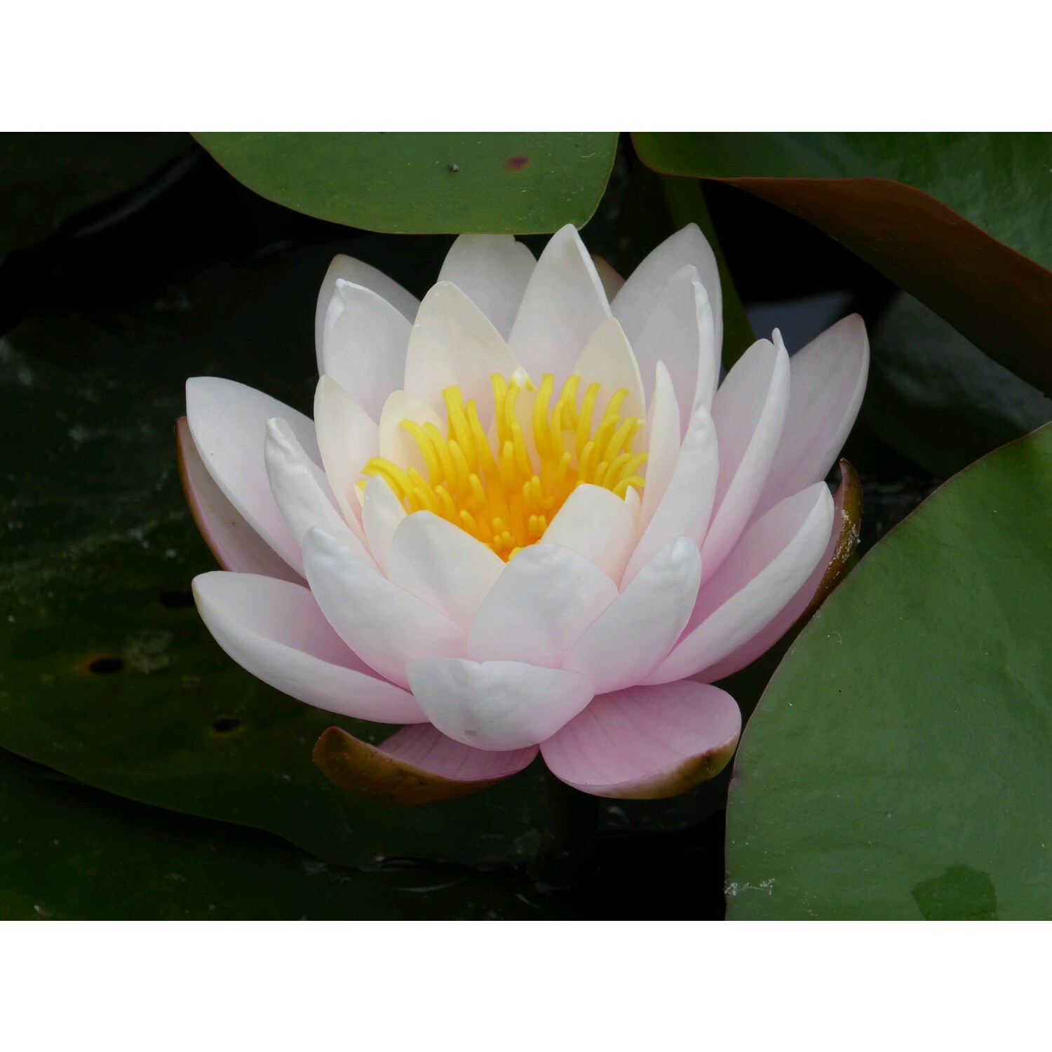 Swell UK N. Marliacea Rosea