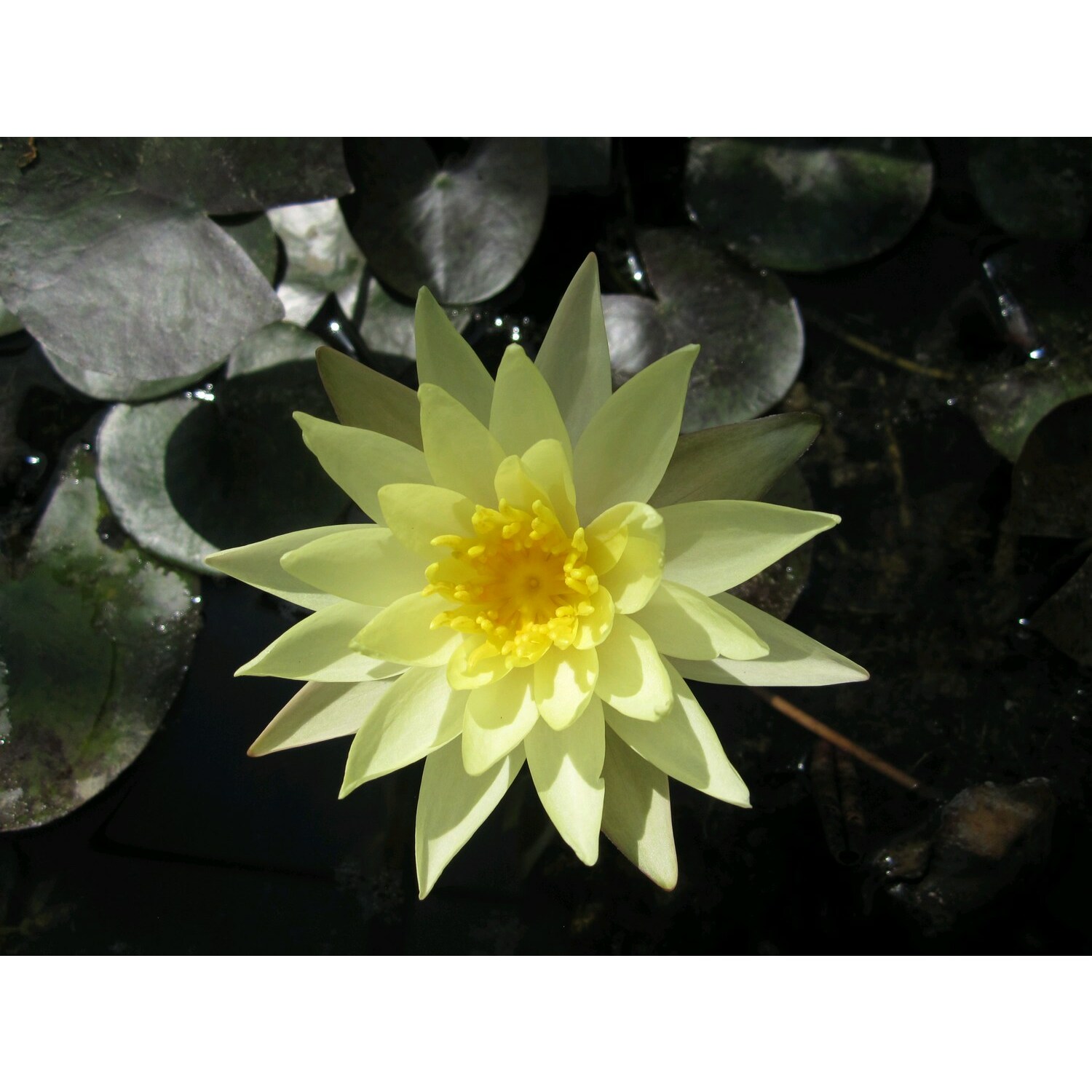 Swell UK N. Odorata sulphurea
