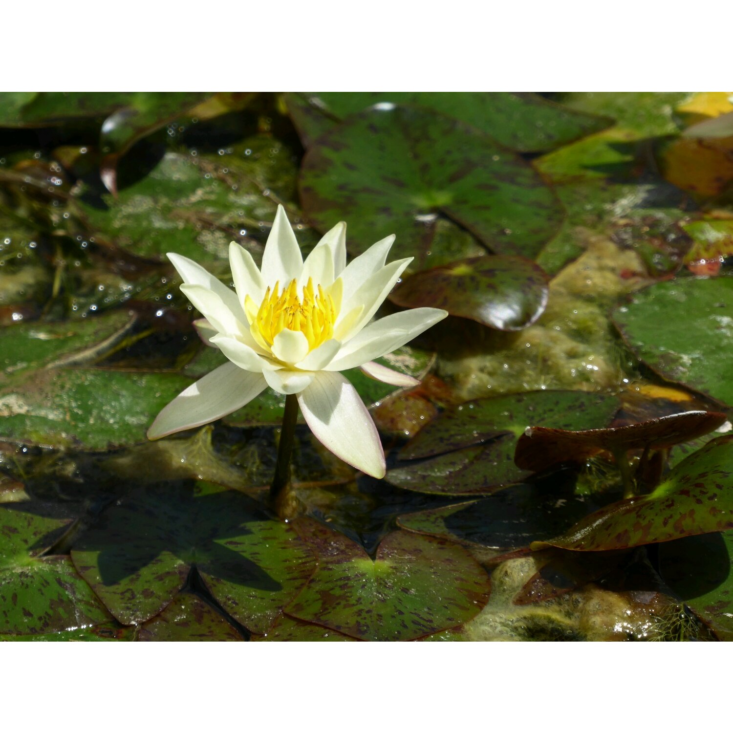 Swell UK N. Pygmaea helvola