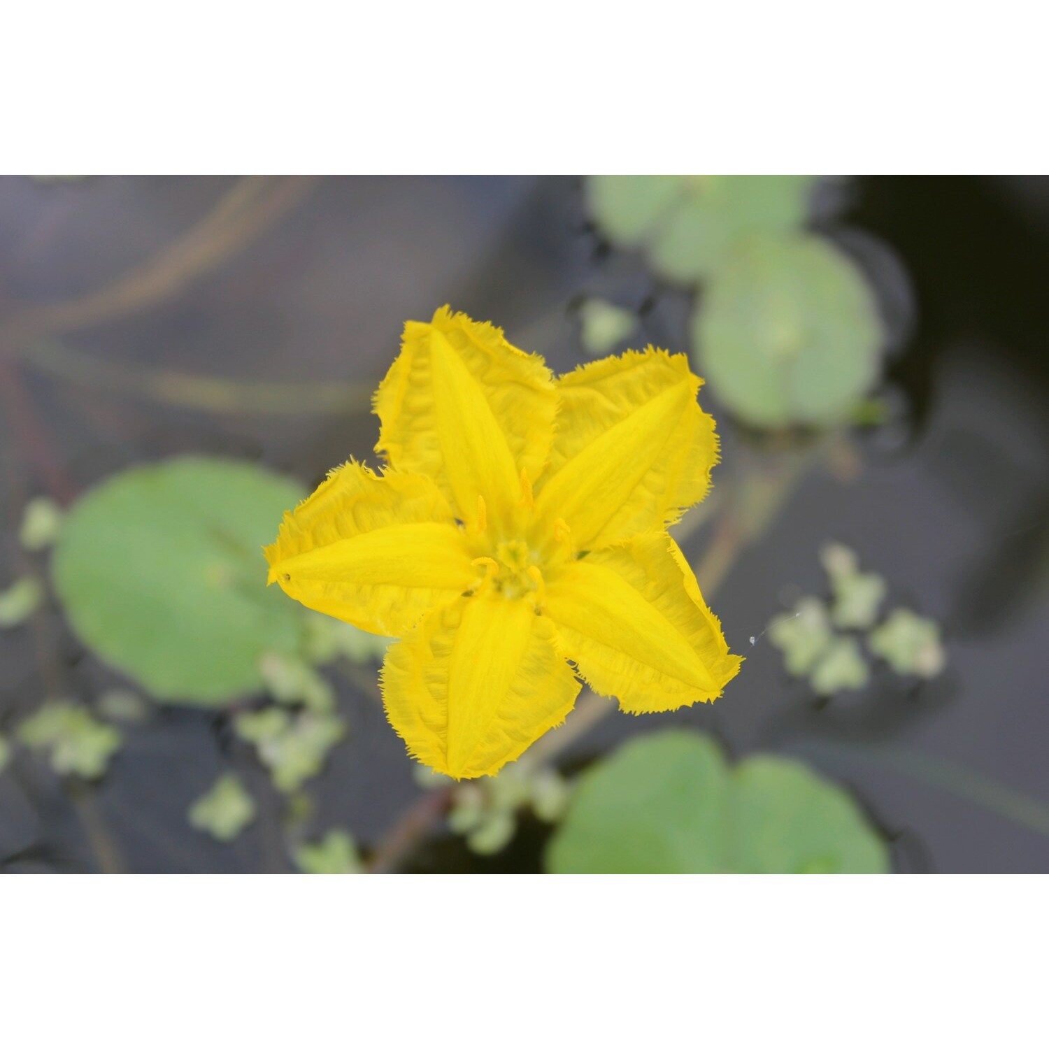 Swell UK Nymphoides peltata