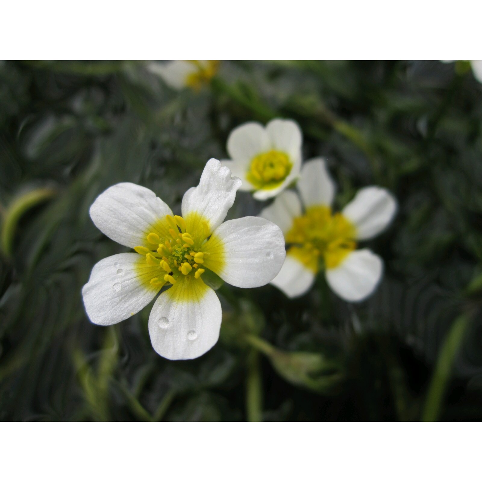 Swell Ranunculus aquatilis