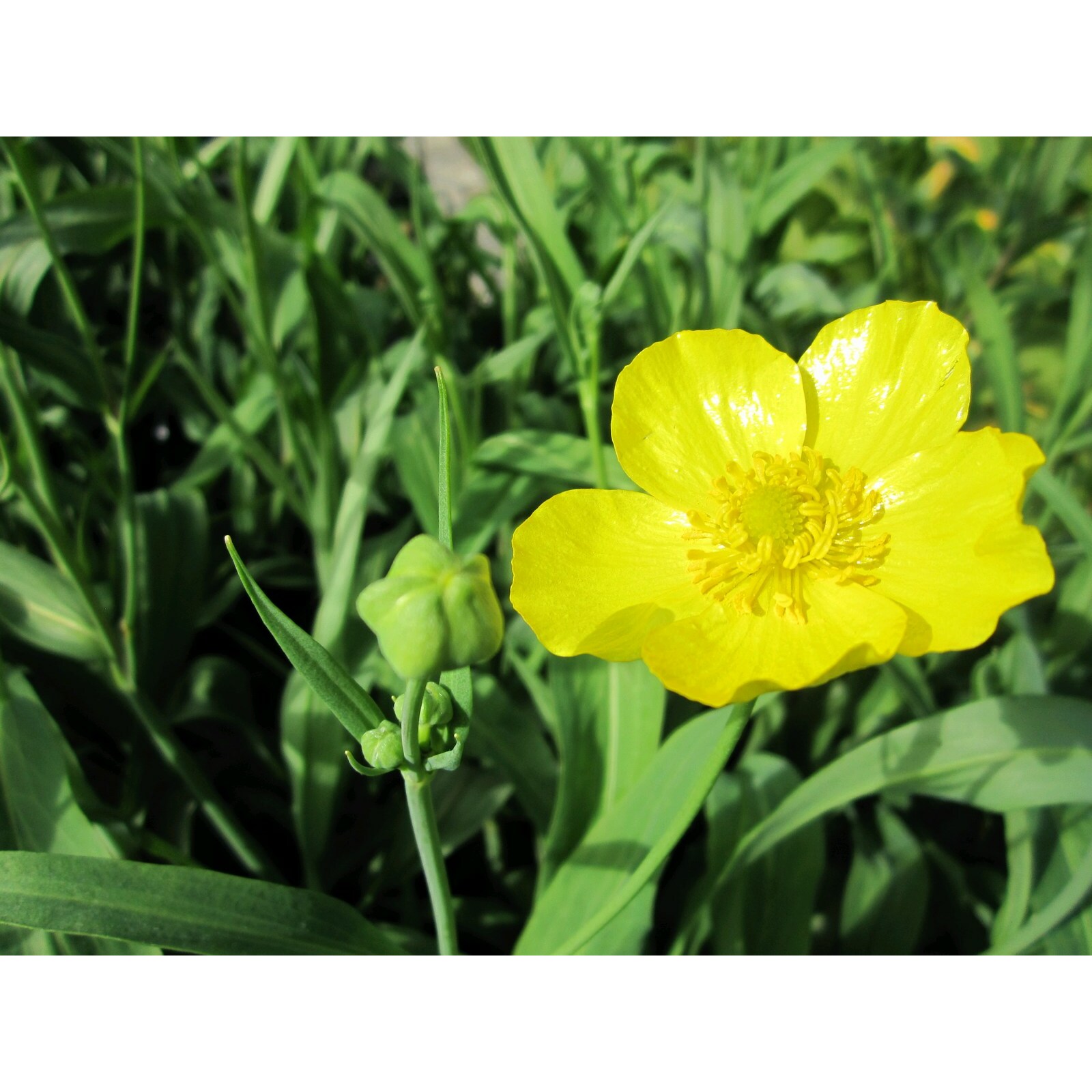 Swell UK Ranunculus lingua Grandiflorus