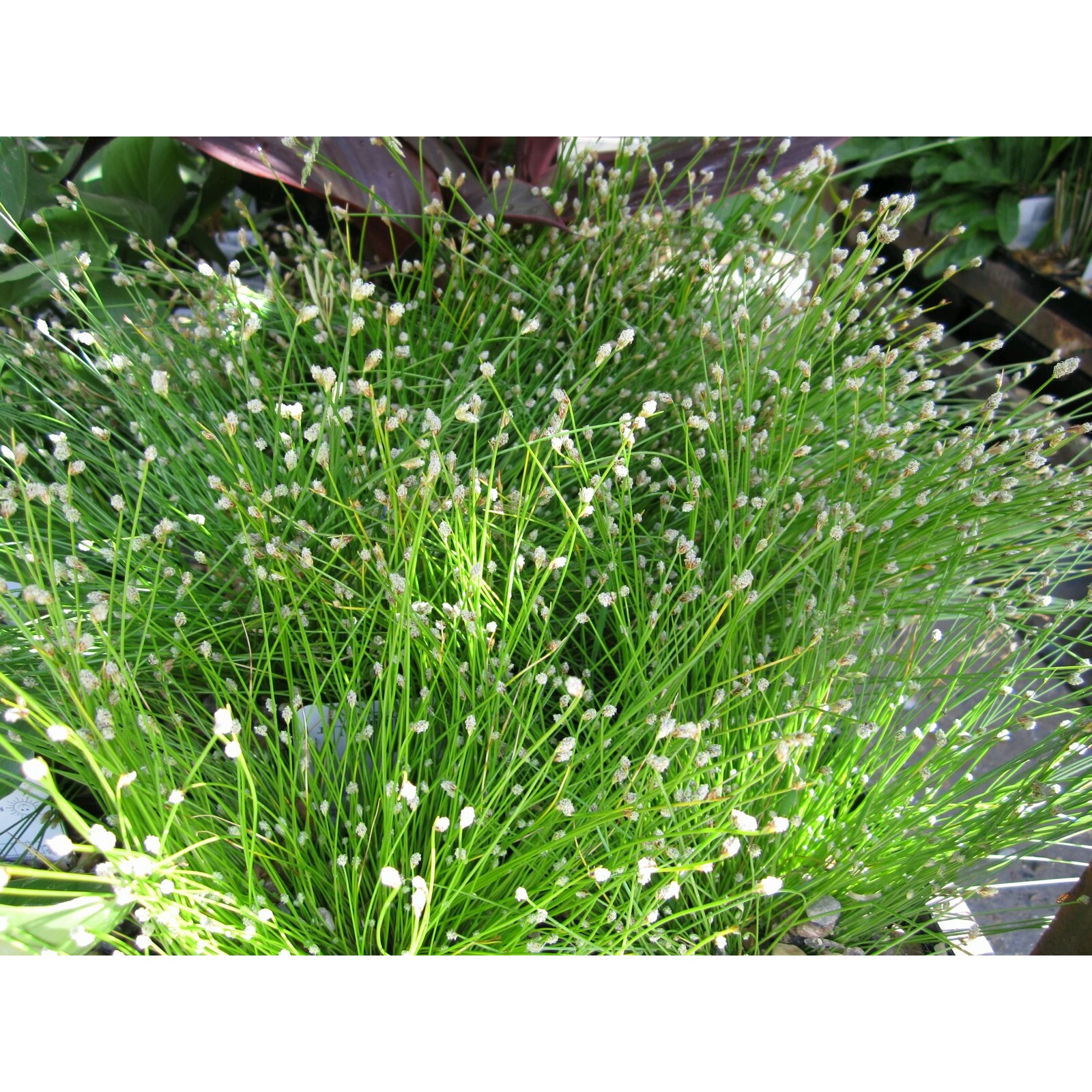 Swell UK Scirpus cernuus