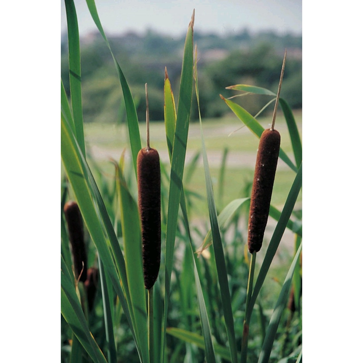 Swell UK Typha angustifolia
