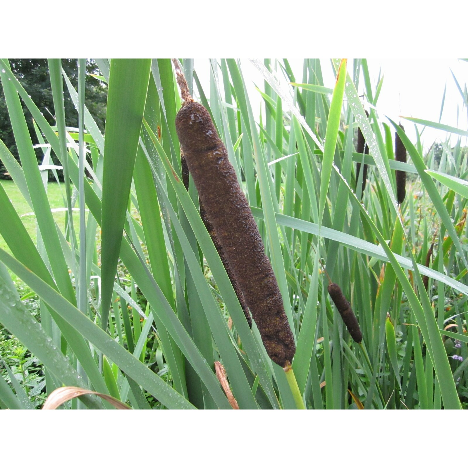 Swell UK Typha latifolia