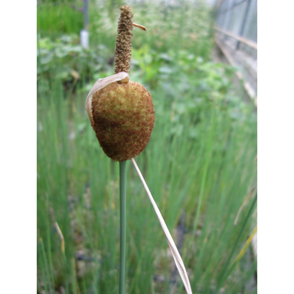 Swell UK Typha minima