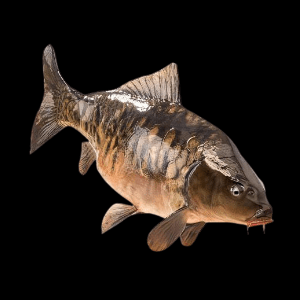 <em>Images for illustration purposes only. Exact colours, patterns, and size may vary between individuals.</em>