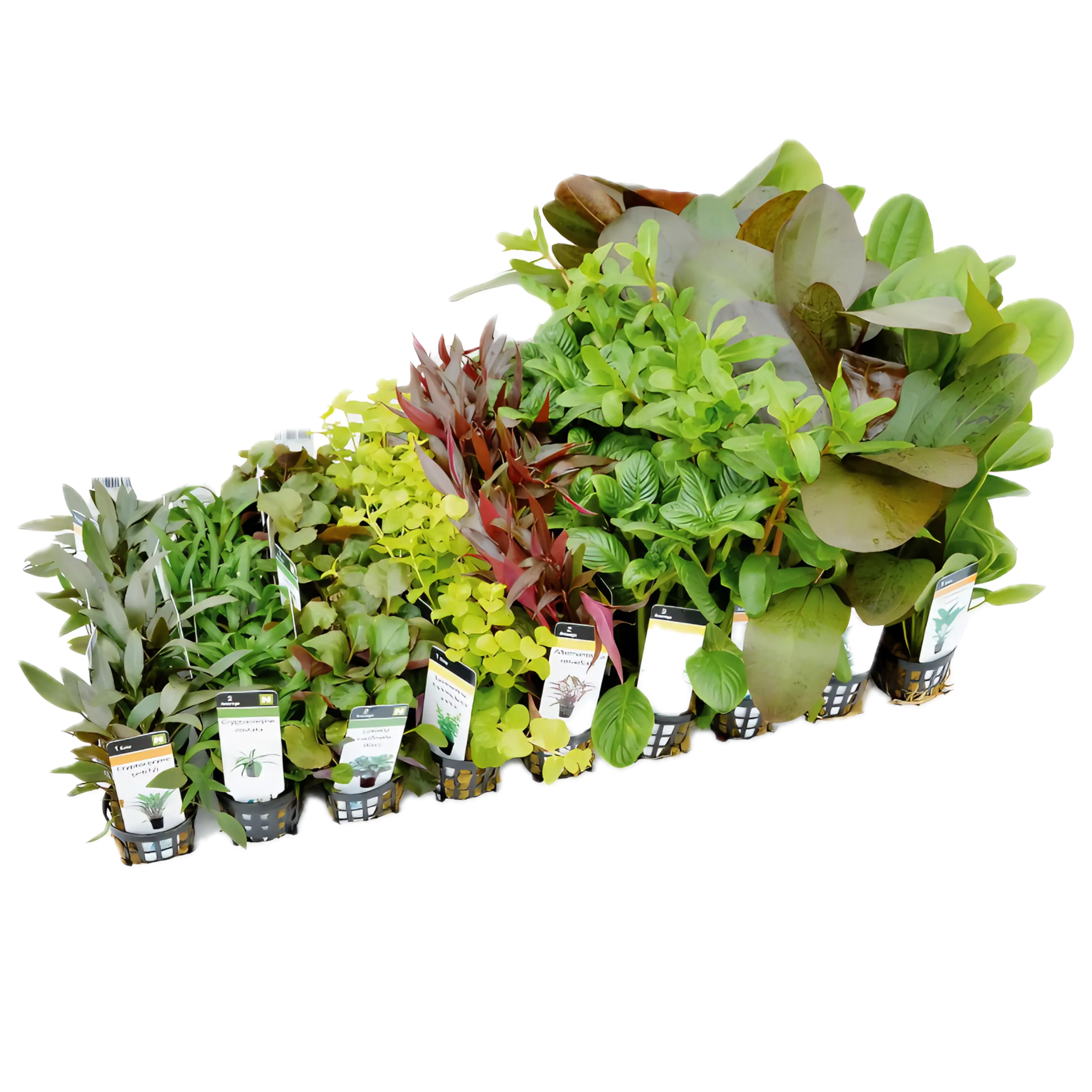 Twenty Potted Assorted Freshwater Aquatic Plants