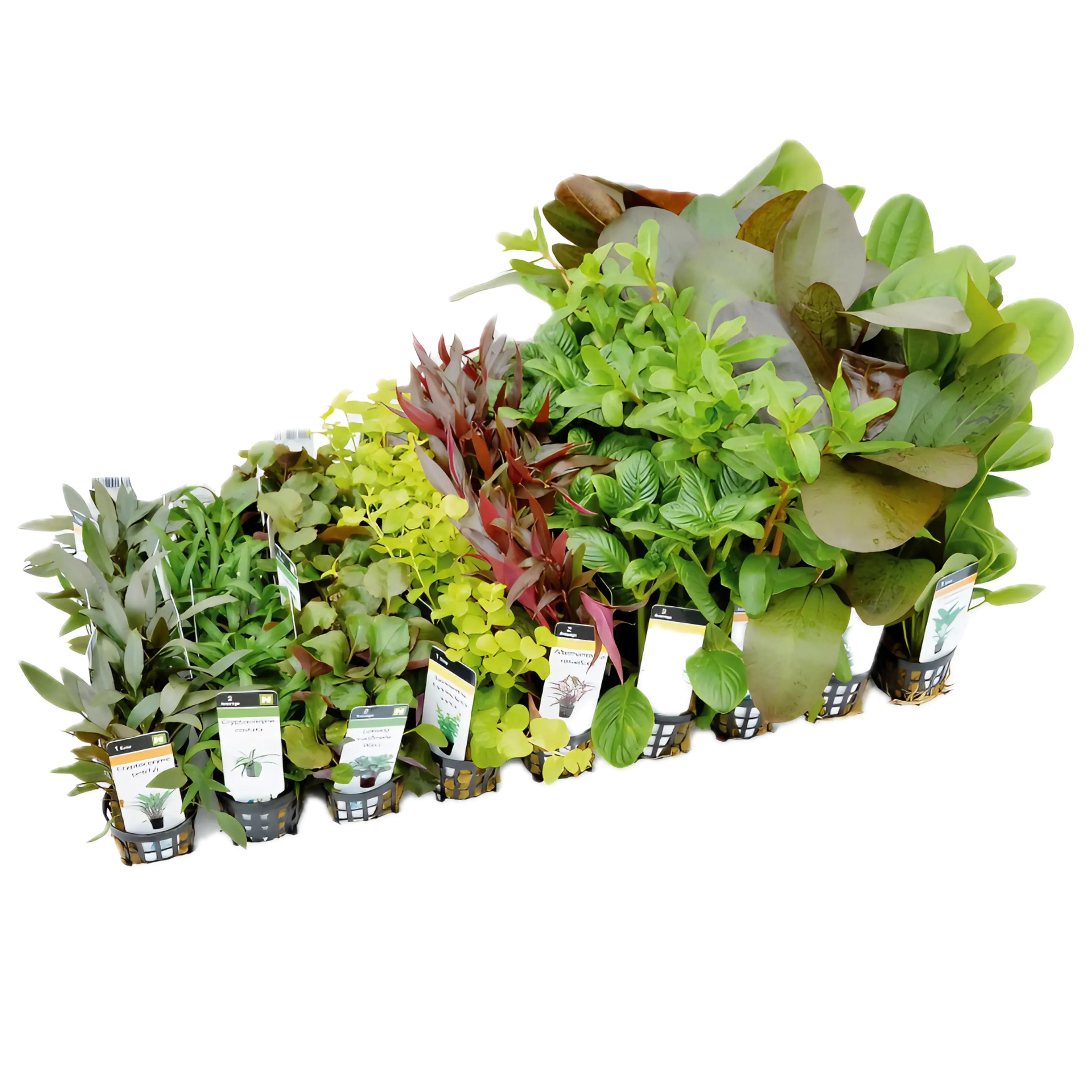 Fifty Potted Assorted Freshwater Aquatic Plants